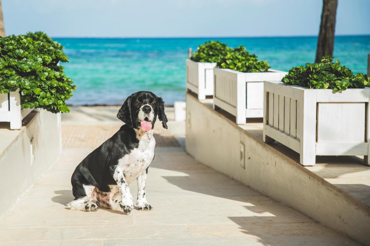 Thompson Playa Del Carmen Beach House, By Hyatt Dış mekan fotoğraf